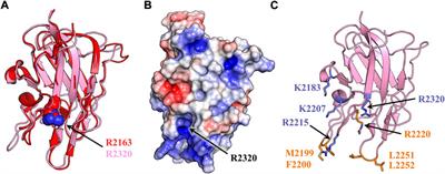 Stable binding to phosphatidylserine-containing membranes requires conserved arginine residues in tandem C domains of blood coagulation factor VIII